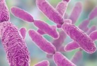 Reino Unido alerta para aumento de superbactéria transmitida sexualmente