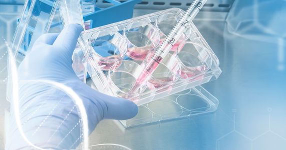 Descoberta faz parte da primeira etapa da pesquisa que busca desenvolver um novo medicamento