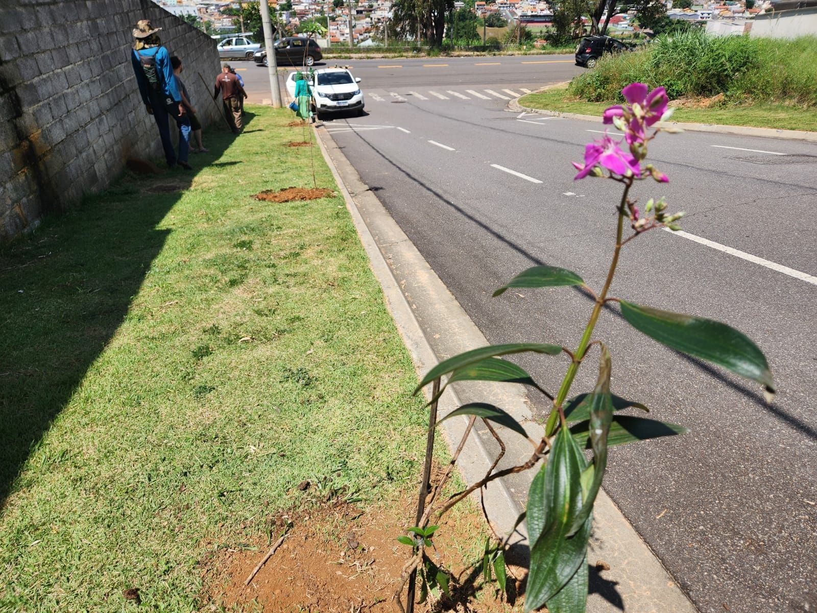 Varginha tem projeto de arborização urbana