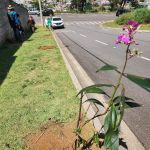 Varginha tem projeto de arborização urbana