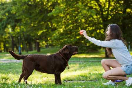 cachorro brincando cao