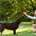 Brincadeiras e vínculo social ajudam cães a entender palavras, aponta estudo