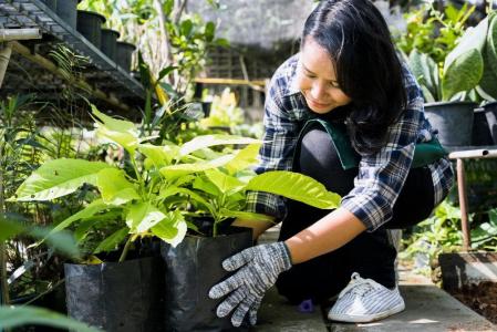 jardinagem