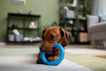 cachorro cao brincando brinquedo