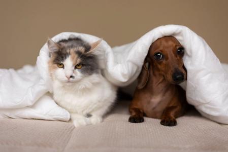 cao, gato, pets, animais de estimacao