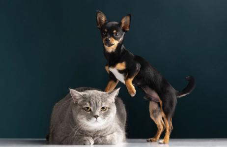 cao e gato