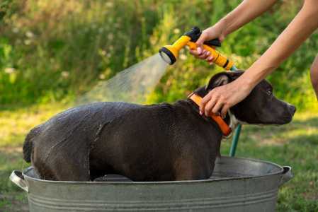 cachorro verao saude cuidados