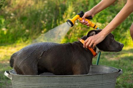 cachorro verao saude cuidados