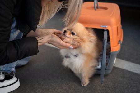 cão em caixa de transporte