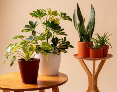 vasos de planta