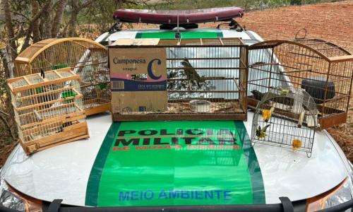 22 pássaros foram resgatados em Rio Pomba