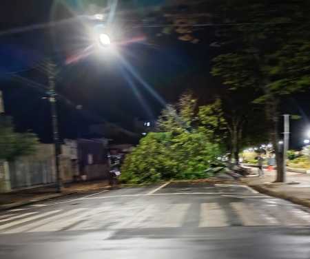 Bombeiros trabalharam na remoção da árvore e dos galhos.