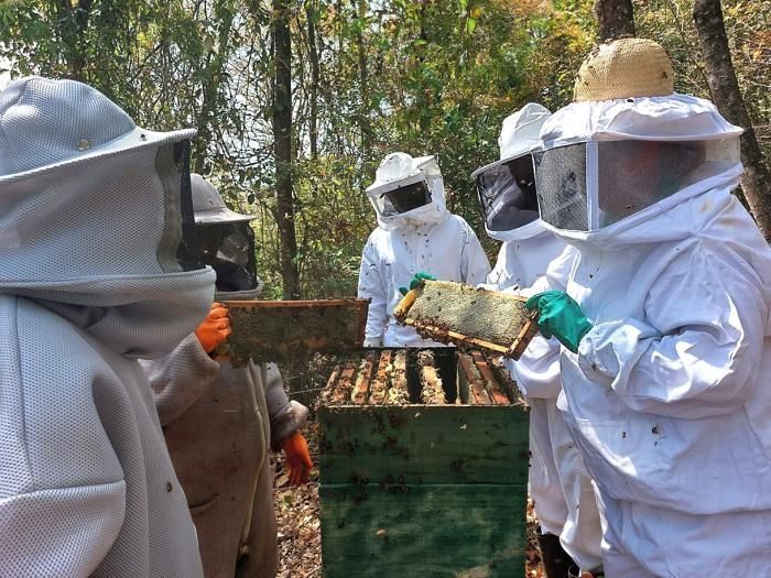 Cartilha sobre boas práticas na apicultura é divulgada gratuitamente pela Emater-MG