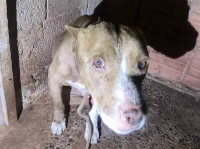 MPMG ajuíza ação contra tutores por maus-tratos a pitbull em Arceburgo