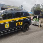 Homens que saquearam carga de cerveja na BR-381 são presos