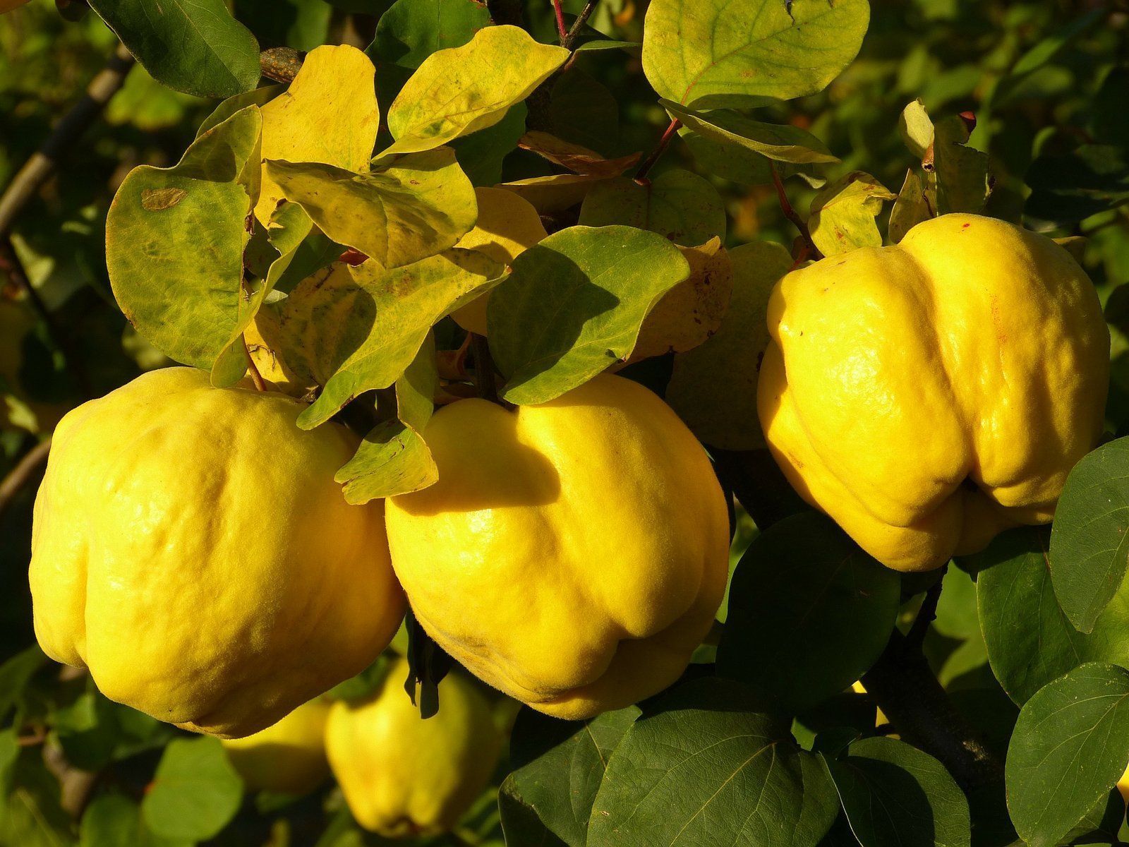 Marmelópolis: cidade mineira é maior produtora de fruta no país