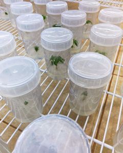 Com essa técnica, será possível fabricar medicamentos para doenças como epilepsia e dores crônicas de forma mais barata e padronizada.