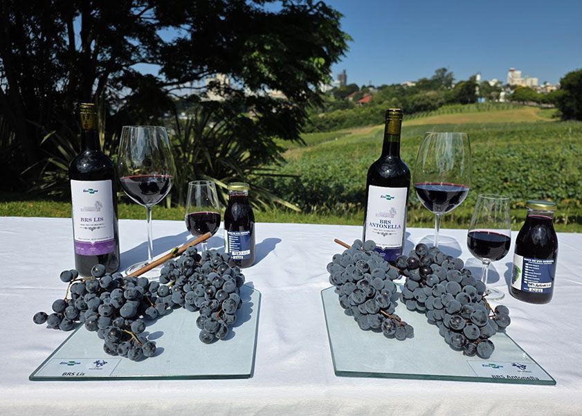 'Combo' de uvas tintureiras promete revolucionar vinhos e sucos no Brasil