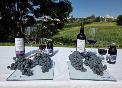 Novas cultivares com vinhos e derivados