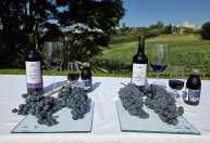 'Combo' de uvas tintureiras promete revolucionar vinhos e sucos no Brasil