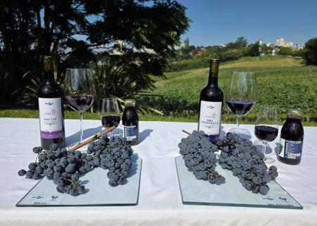 Novas cultivares com vinhos e derivados