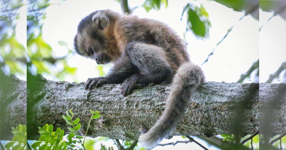 Fantasma de Ubajara: macaco-prego 'sem cor' é visto pela primeira vez no Ceará; entenda
