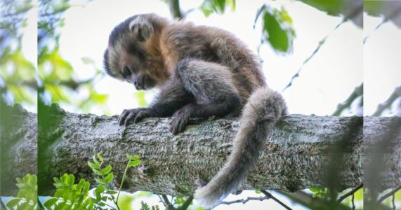 Macaco-prego "Fantasma" vive no Parque Nacional de Ubajara, no Ceará