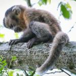 Fantasma de Ubajara: macaco-prego 'sem cor' é visto pela primeira vez no Ceará; entenda