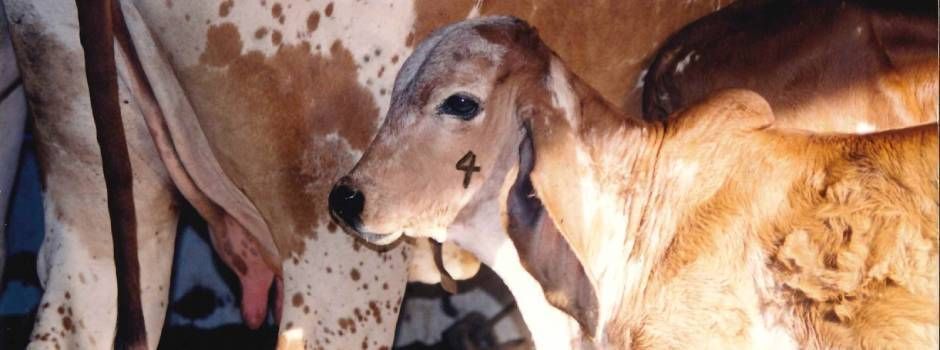 Mariana oferece vacinação gratuita contra brucelose bovina