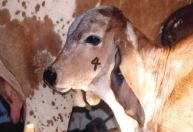 Mariana oferece vacinação gratuita contra brucelose bovina