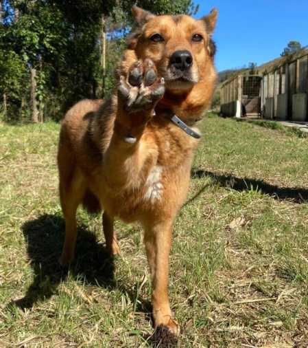 Animais de abrigo em Poços de Caldas poderão ganhar uma nova casa.
