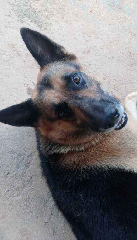 Imunização é essencial para proteger cães, gatos e prevenir a transmissão da doença aos seres humanos.