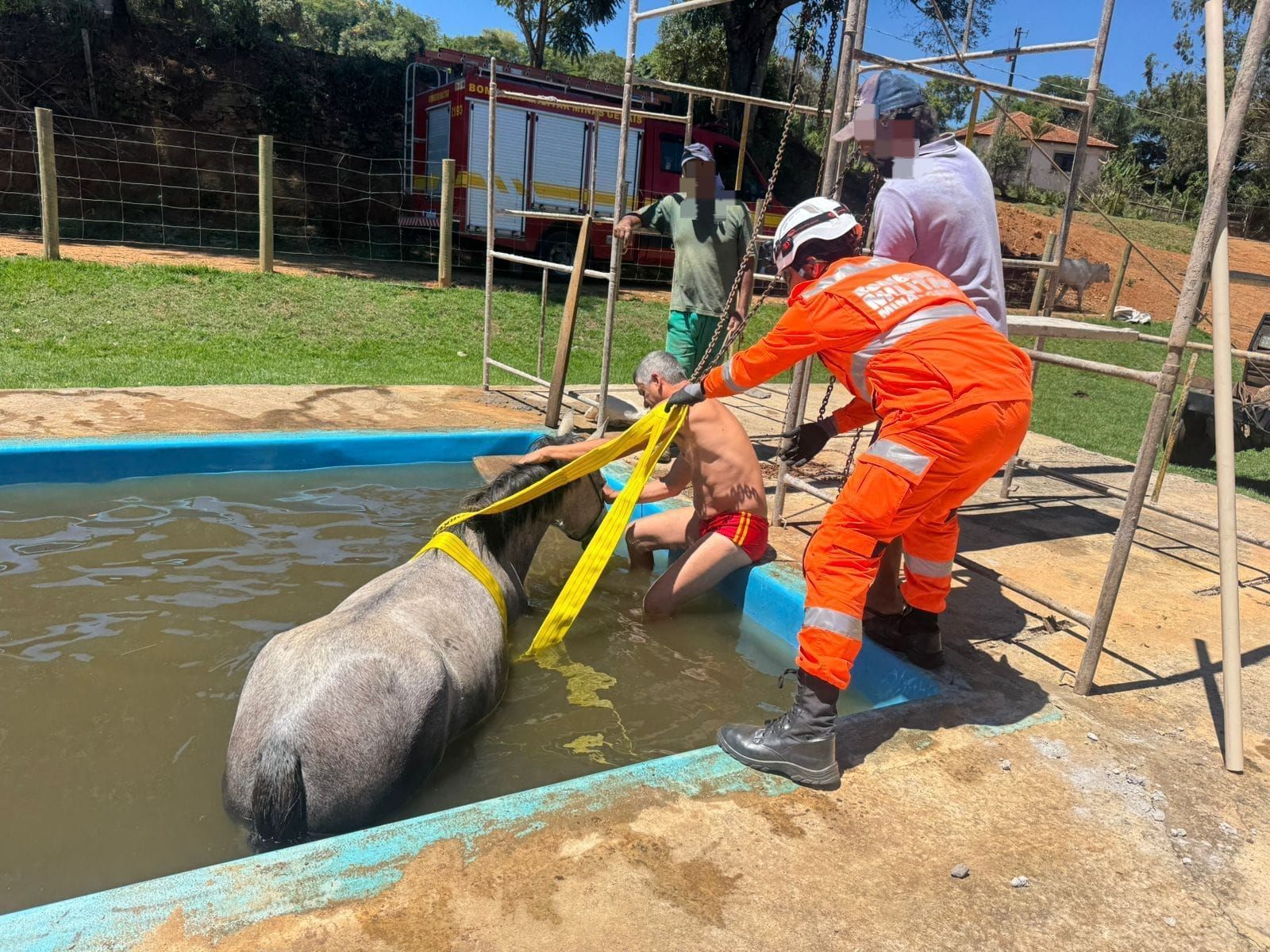 Bombeiros resgatam égua de piscina na zona rural de Varginha