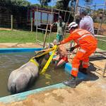 Bombeiros resgatam égua de piscina na zona rural de Varginha