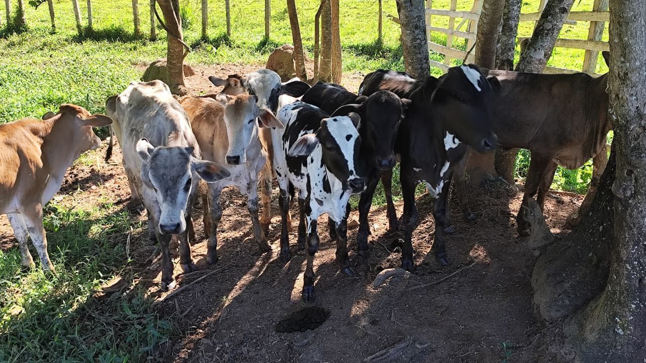 Operação Aliança Rural apreende 14 cabeças de gado em Campestre