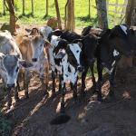 Operação Aliança Rural apreende 14 cabeças de gado em Campestre