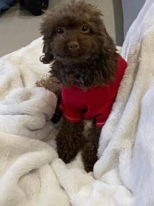 Saiba como levar seu melhor amigo na sua viagem de férias.