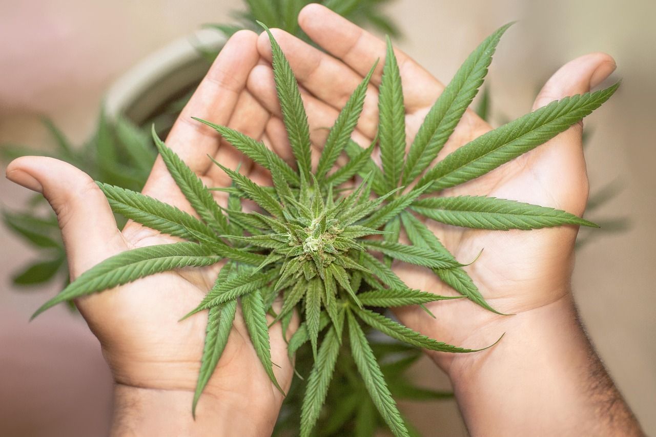Cientistas pedem à Anvisa regras mais simples para pesquisa com cannabis