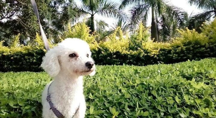 Veterinária de Varginha alerta para riscos de alimentar animais em festas