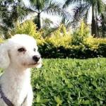 Veterinária de Varginha alerta para riscos de alimentar animais em festas