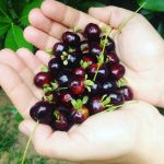 O que é grumixama? Conheça fruta brasileira e região de produção