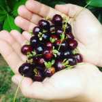 O que é grumixama? Conheça fruta brasileira e região de produção