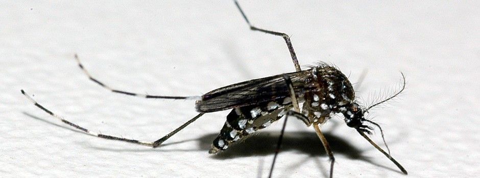 Dengue em Minas: segunda morte em 2026 é de homem sem comorbidades, confirma SES