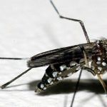 Dengue em Minas: segunda morte em 2026 é de homem sem comorbidades, confirma SES