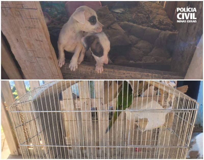 PCMG prende homem que mantinha animais em situação de maus-tratos em fazenda no Sul de Minas