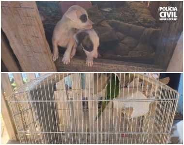 Animais foram resgatados e encaminhados para avaliação veterinária.