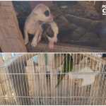 PCMG prende homem que mantinha animais em situação de maus-tratos em fazenda no Sul de Minas