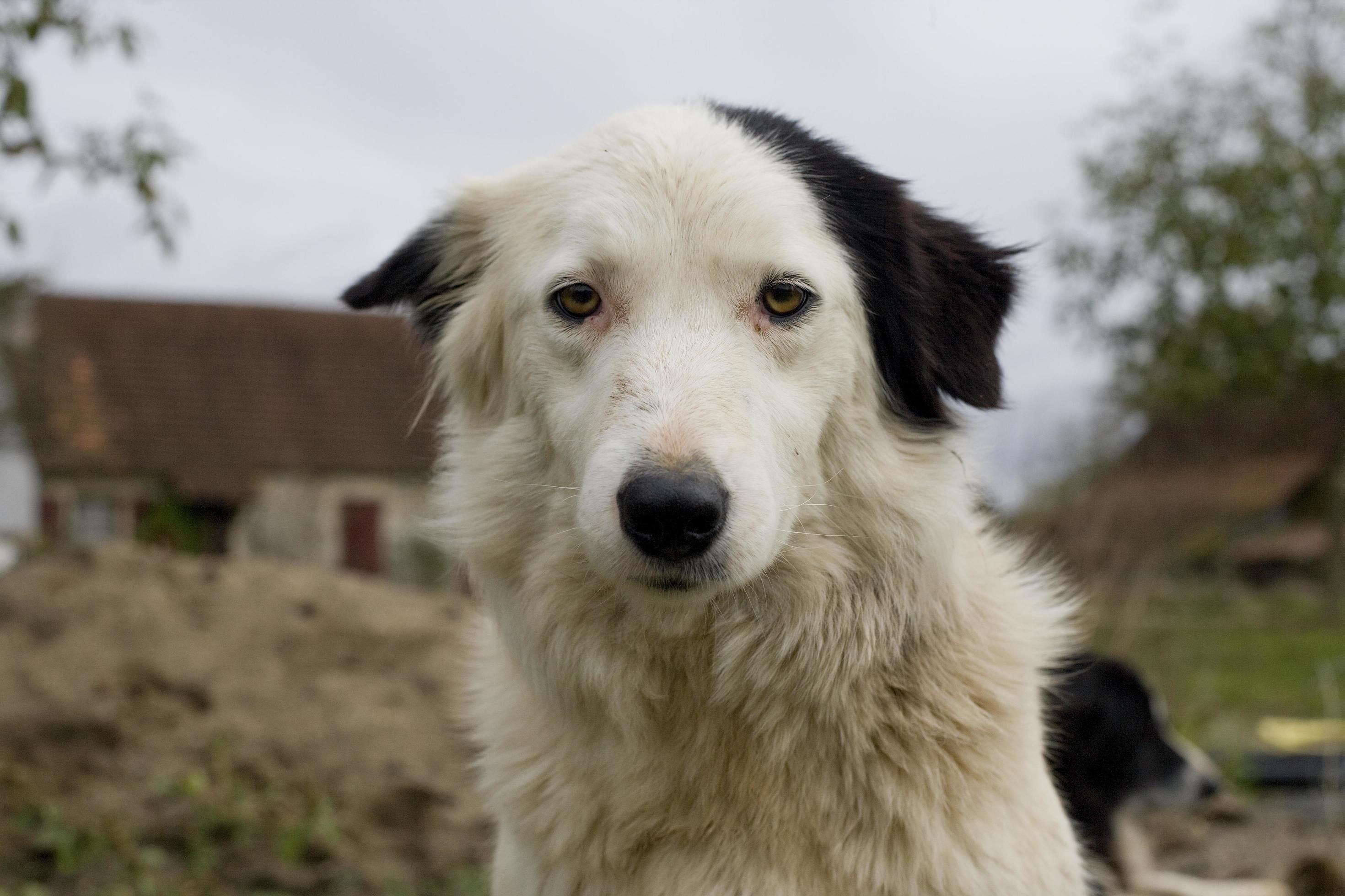 Repelentes para cachorro ajudam a afastar vetores de doenças fatais