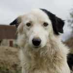 Repelentes para cachorro ajudam a afastar vetores de doenças fatais