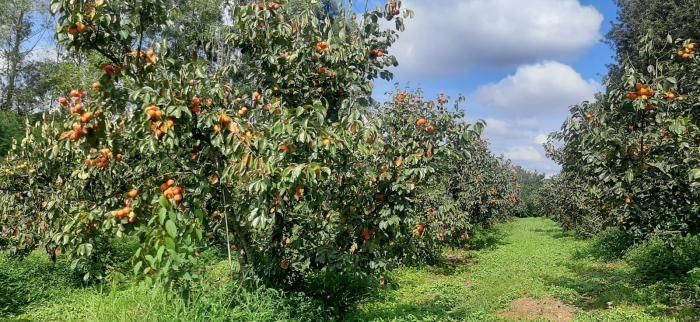 Produtores do Sul de Minas já iniciaram a colheita de caqui